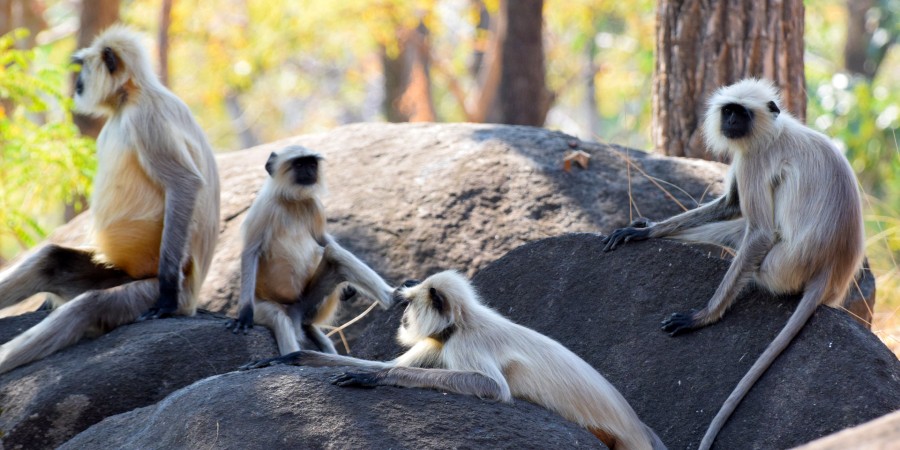 India Nationale Parken Langur apen