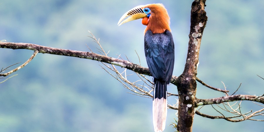 Hornbill Bhutan vogels