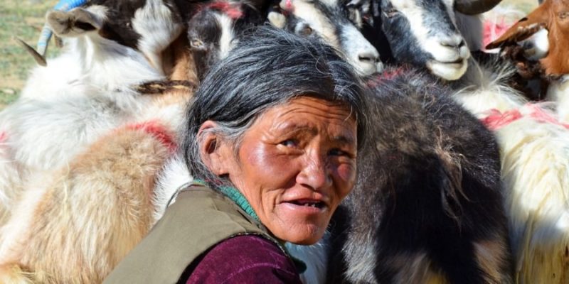 Pashmina wol uit Ladakh