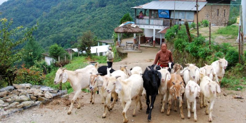 Dhulikhel vrouw met geiten in Kathmandu Vallei nabij Balthali