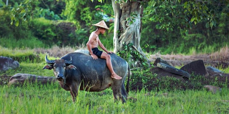 Myanmar Reizen Buffel