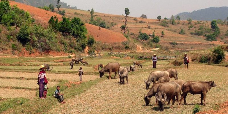 buffels in dorpjes van Myanmar
