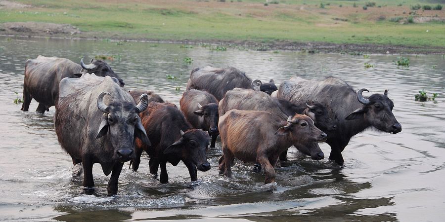 buffels in Chitwan National Park Nepal
