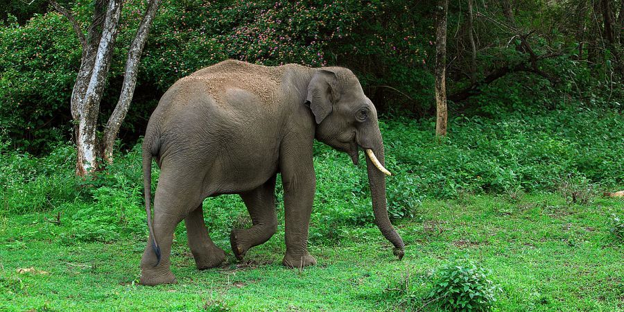olifanten in national park zuid india