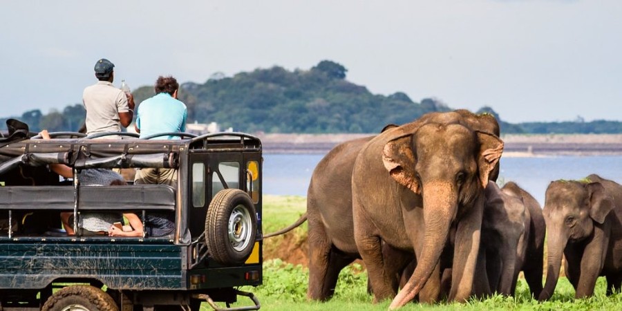 Sri Lanka Reizen olifanten in nationale parken