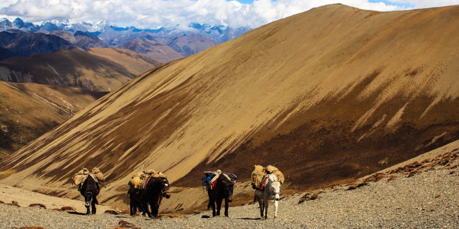 paarden tijdens trekking in bhutan